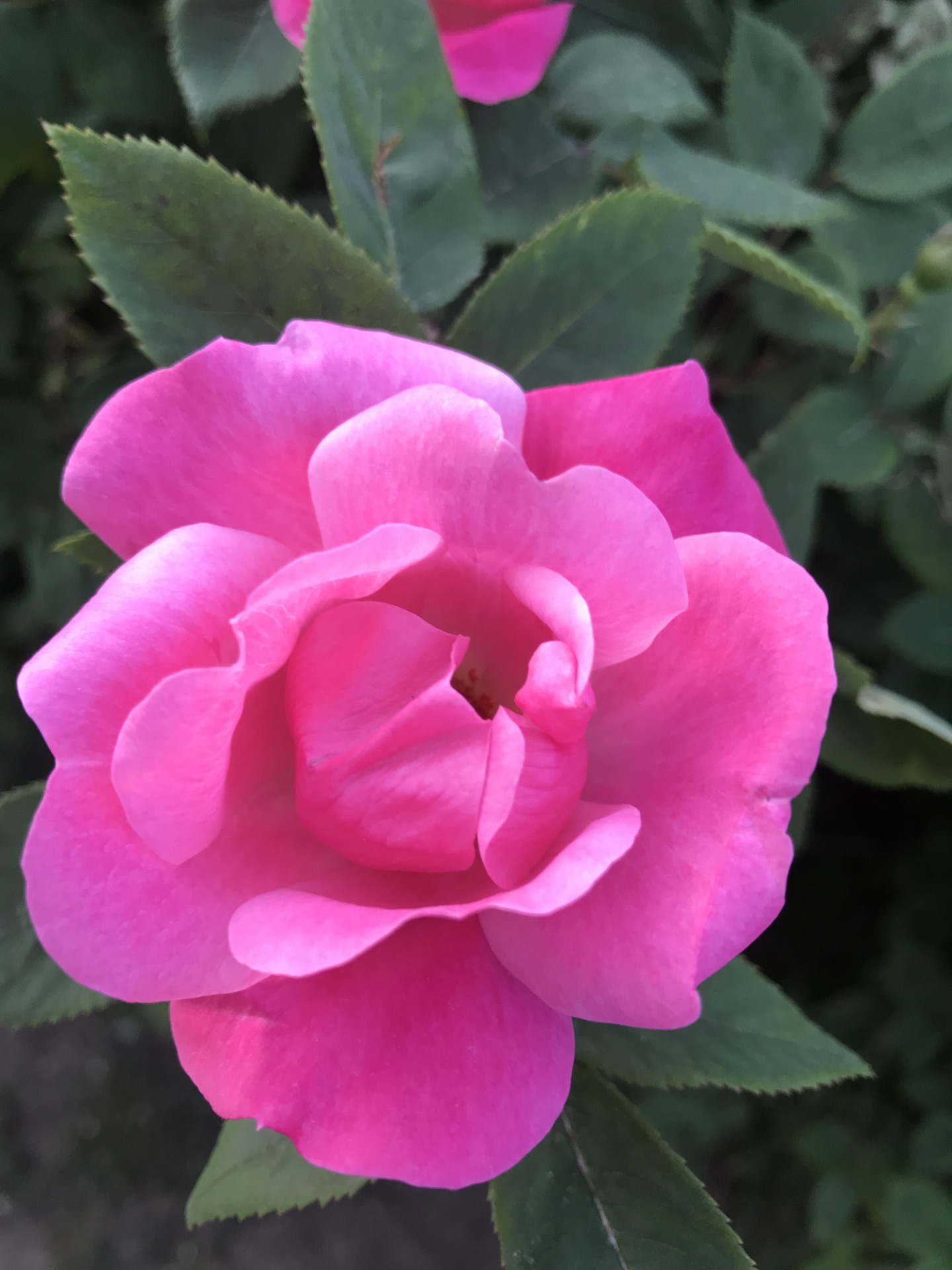 Rosa Peace