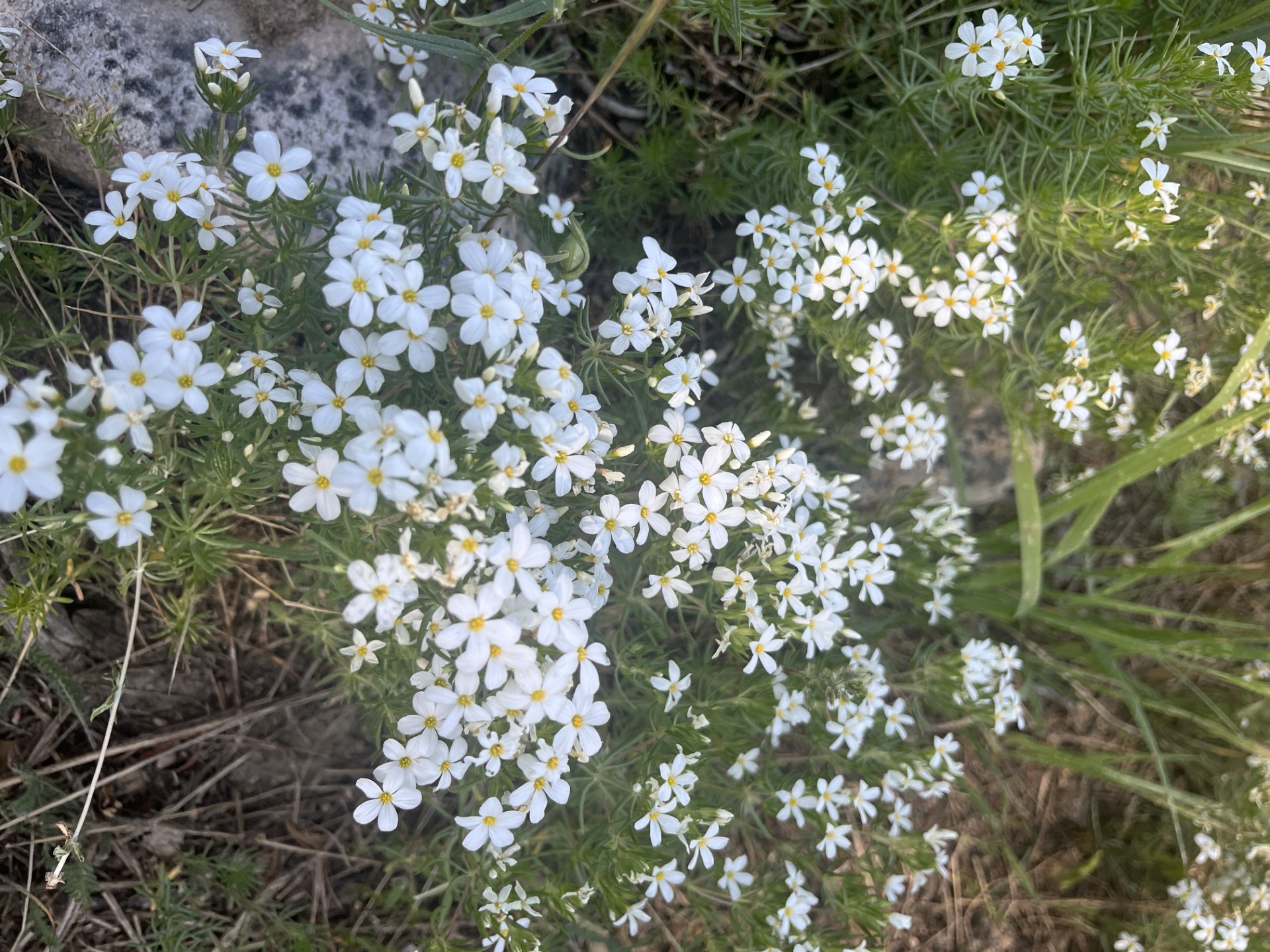 Wild Meadows