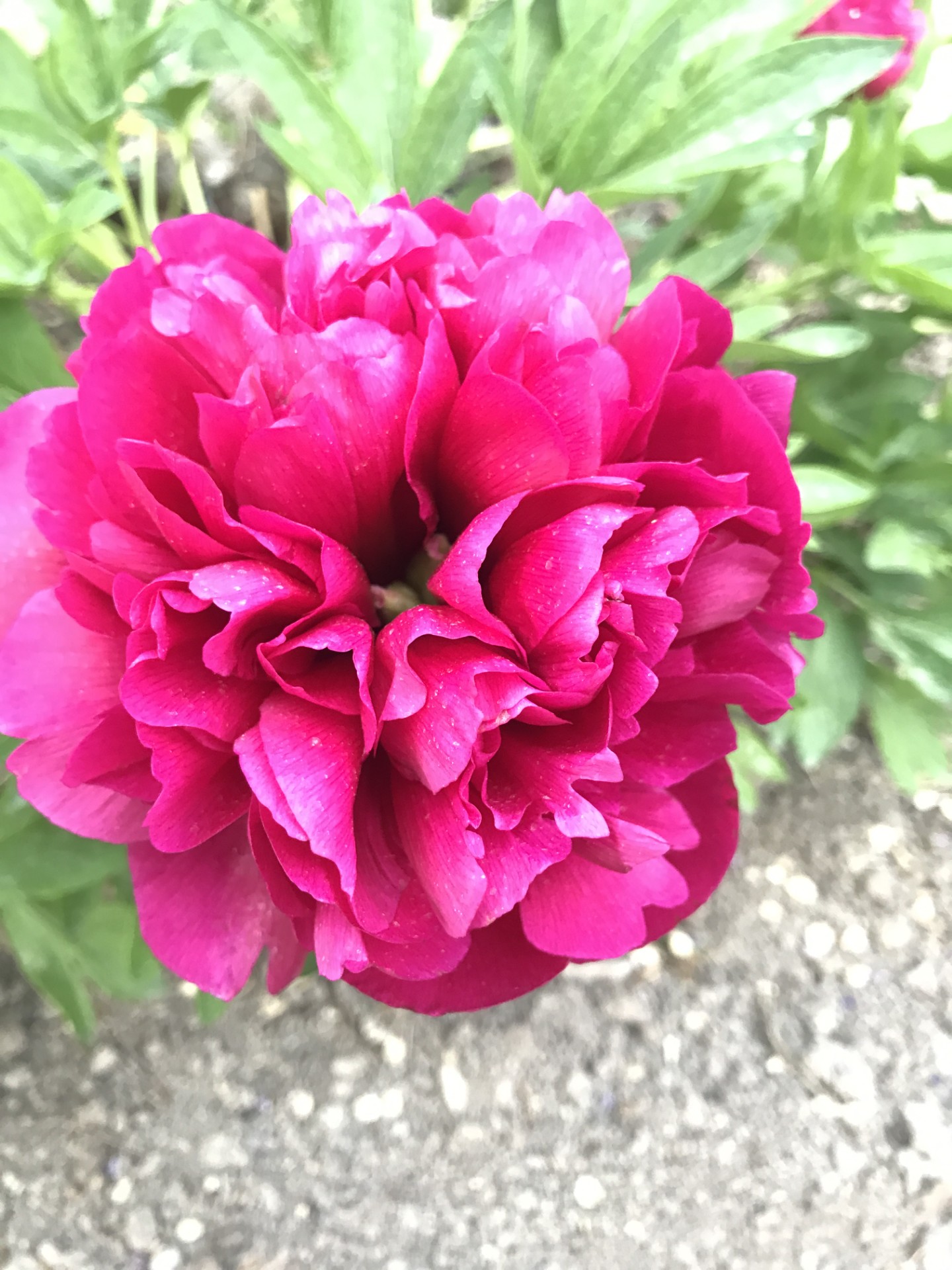 Spring Bloom